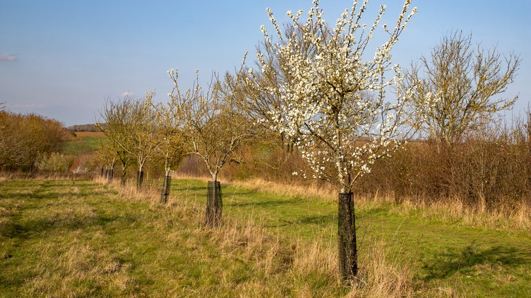 The orchard trees are begging to blossom in the early spring sun.